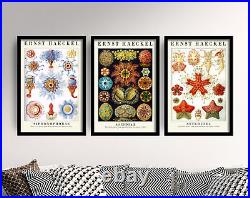 Set of 3 Colourful Botanical Prints by Ernst Haeckel, Poster Art Flowers Nature